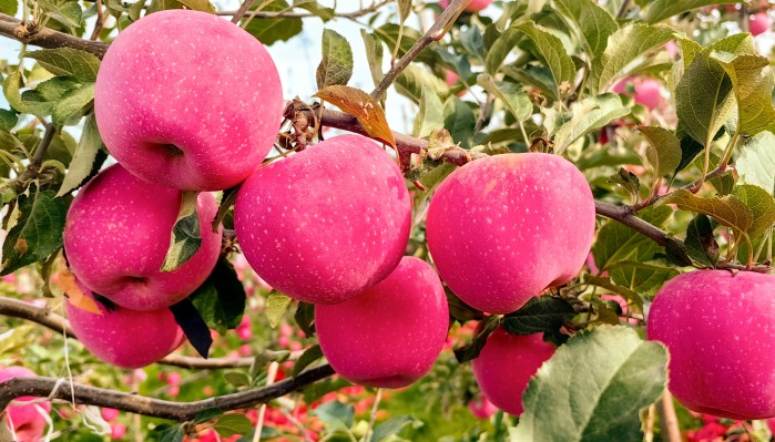 向綠而行 向新發(fā)力 加快培育新質(zhì)生產(chǎn)力——甘肅建投生態(tài)公司經(jīng)濟(jì)林建設(shè)高質(zhì)量發(fā)展紀(jì)實